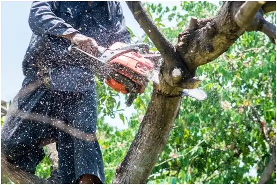 tree services Horseshoe Bay